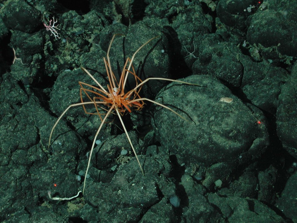 神秘而奇特的海蜘蛛:生殖器长在腿上
