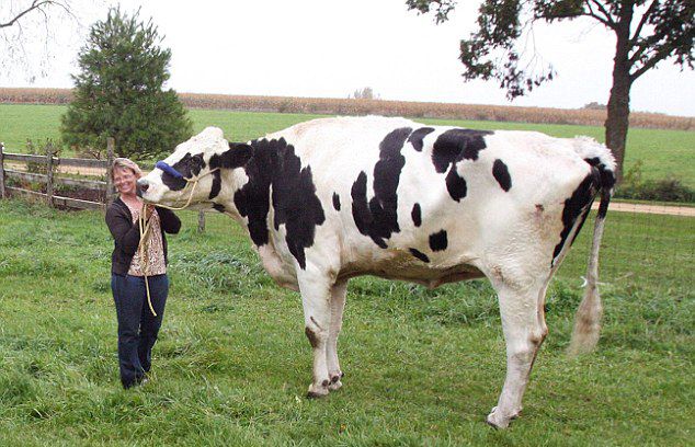 世界最高奶牛因其腿疾无法治愈去世