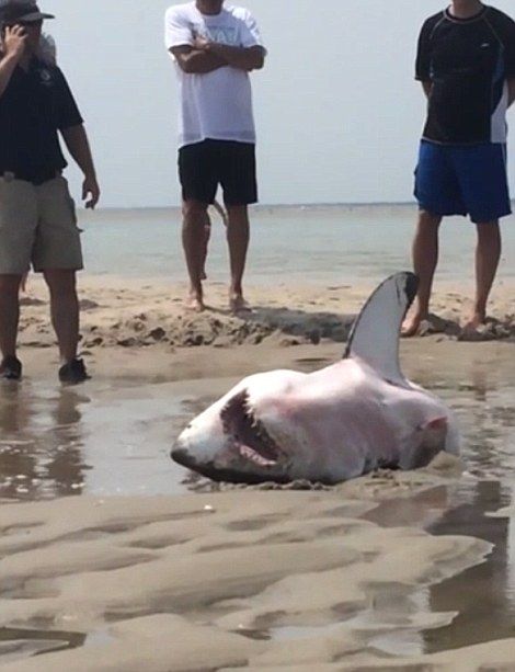 美海滩搁浅大白鲨获路人救助重回海洋