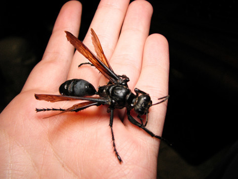 捕食蜘蛛的沙漠蛛蜂:被蛰之后请你躺下并尖叫