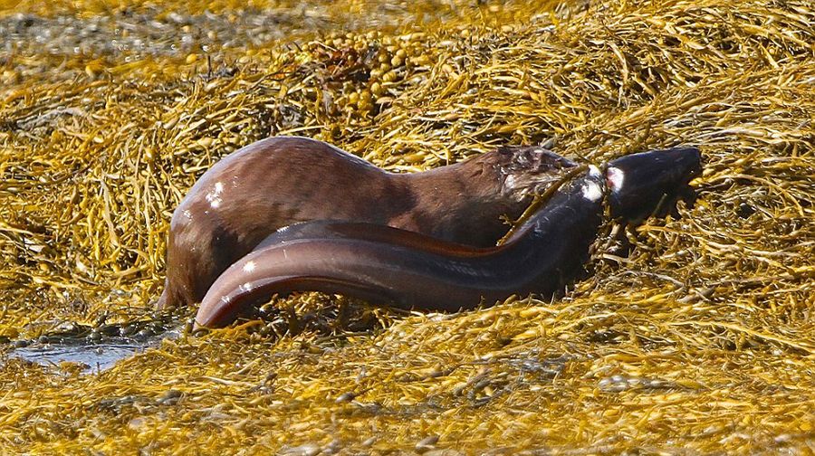 苏格兰水濑捕捉巨型海鳗喂食幼崽