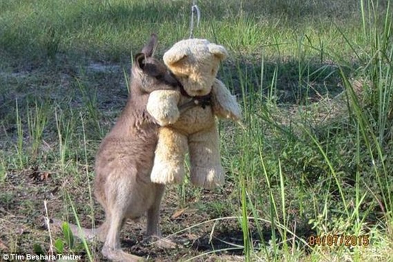 孤儿袋鼠抱玩具泰迪熊照片惹人怜爱