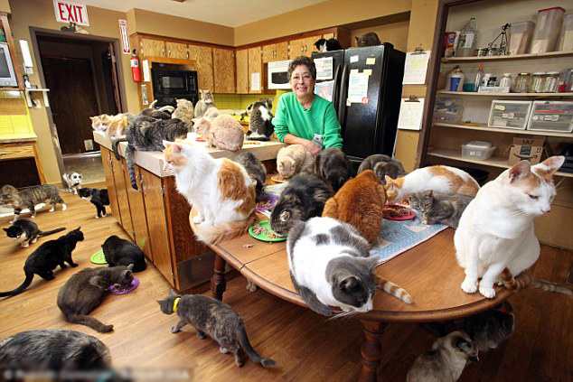 美妇女家收养千只小猫 自己搬出住移动拖车房
