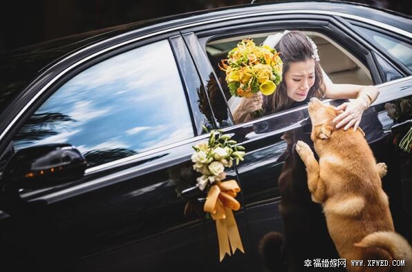 爱的承诺! 28个感人暖心狗狗婚礼画面!