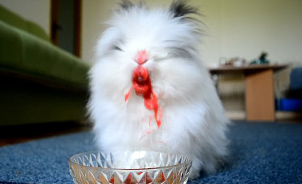 小白兔吃草莓演绎恐怖片画风