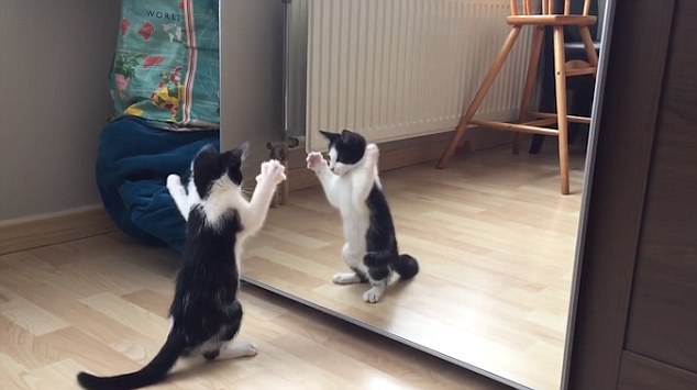 萌翻!小花猫照镜子跟自己打招呼惹人喜爱