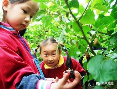 云南保山将举办首届桑葚旅游文化节