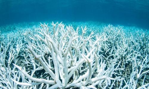 图为今年2月拍摄的大堡礁白化珊瑚。