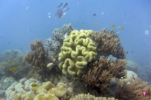 图为澳大利亚大堡礁的珊瑚白化现象。