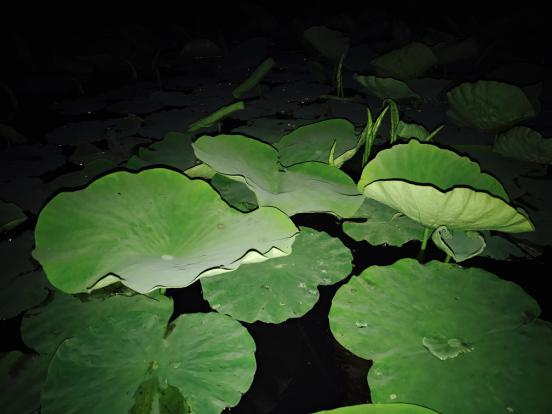 云南的美--会泽湿地--荷塘夜色