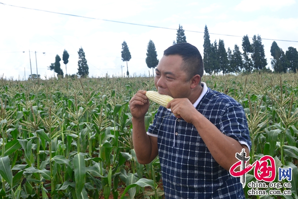 台湾牛奶水果玉米在云南石林试种成功
