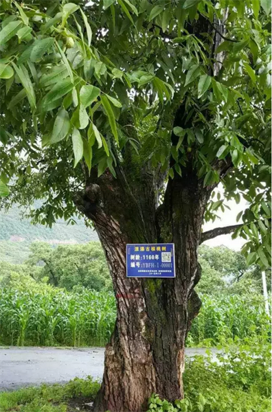 苍山县人民医院_苍山县人均收入