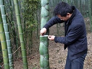 房产税税率_人均卓超40平征房产税(2)