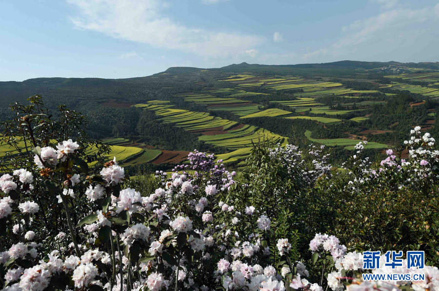 罗平县马街镇山地上马缨花与油菜花景观.新华社记者杨宗友摄