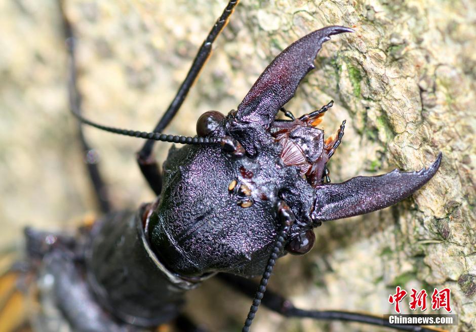 四川发现世界最大水栖昆虫-越中巨齿蛉