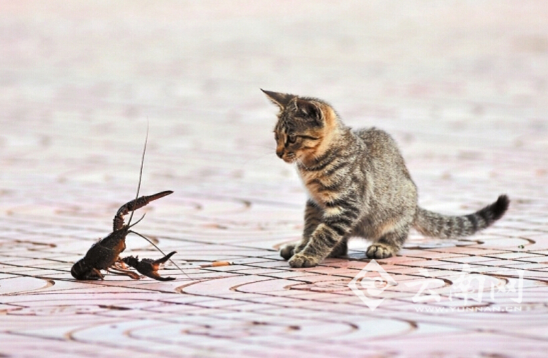 猫虾大战:小龙虾吓退猫组合