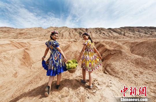 新疆吐鲁番葡萄进入采摘季维吾尔少女媲美葡萄庄园