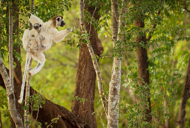 马达加斯加狐猴旋转扭动似跳热舞