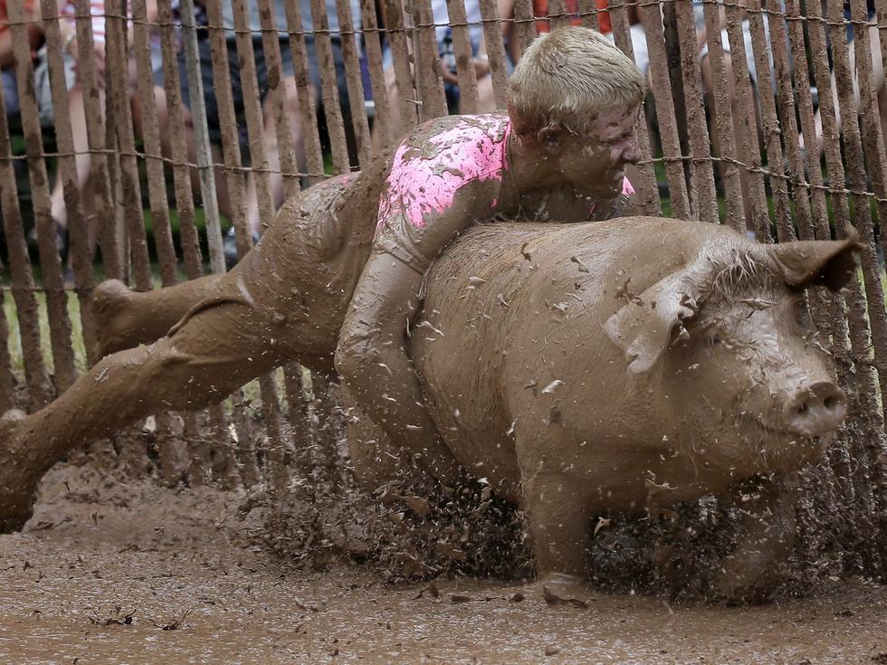 "人猪摔跤"遭抗议 泥浆中与猪互搏