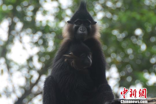 深圳野生动物园雌性黑毛白眉猴收养小猴视如己出