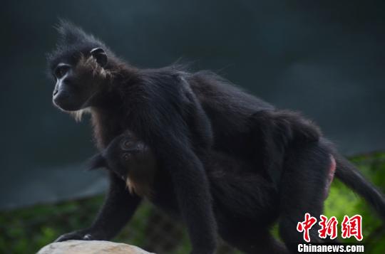 深圳野生动物园雌性黑毛白眉猴收养小猴视如己出