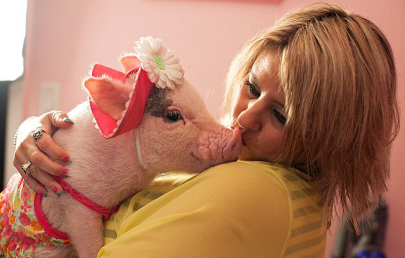 美国宠物小猪生活奢华如'公主'