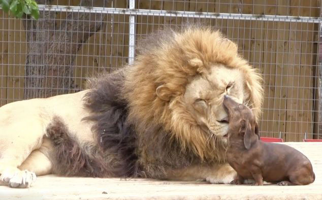 美動物園雄獅和小狗形影不離成好夥伴