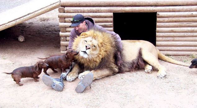 美动物园雄狮和小狗形影不离成好伙伴