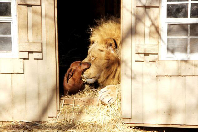 美动物园雄狮和小狗形影不离成好伙伴