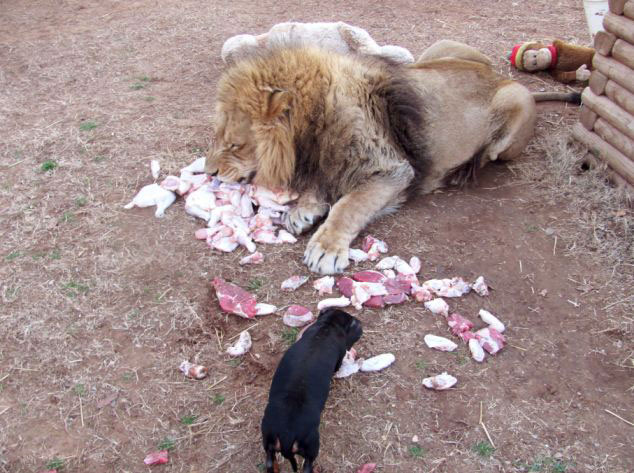 美動物園雄獅和小狗形影不離成好夥伴