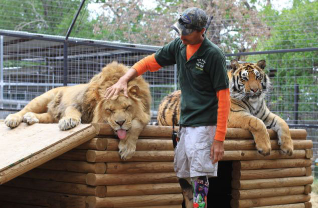 美動物園雄獅和小狗形影不離成好夥伴