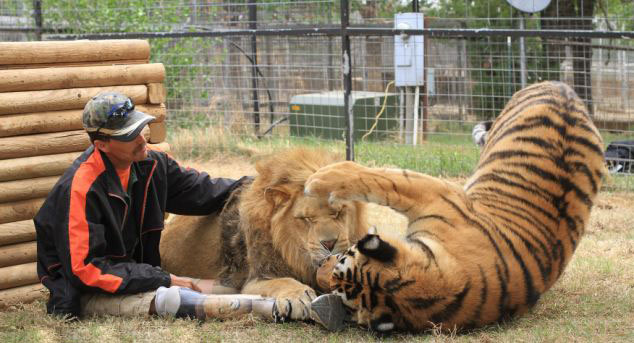 美動物園雄獅和小狗形影不離成好夥伴