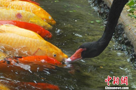 深圳动物园黑天鹅给锦鲤鱼喂食 场面温馨