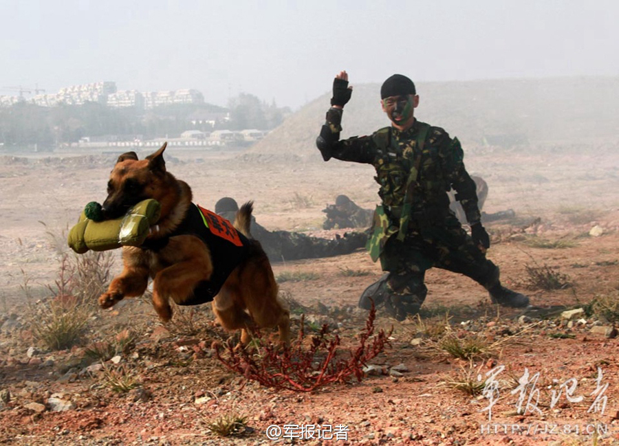 各国军犬训练大比拼：中美艺高人胆大 印度最奇葩