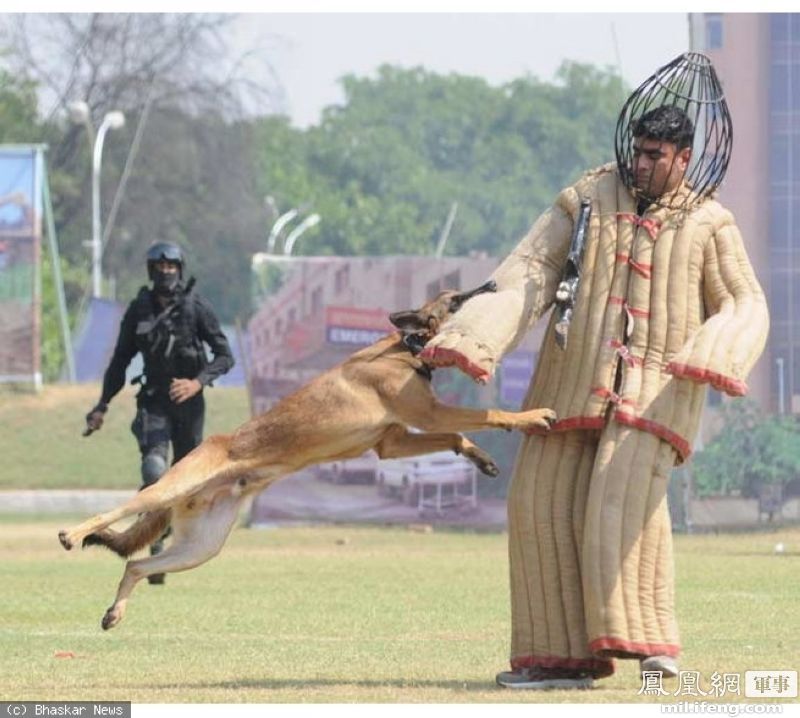 各国军犬训练大比拼：中美艺高人胆大 印度最奇葩