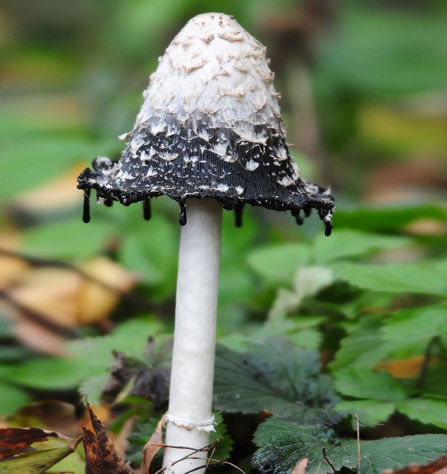 这是蘑菇？美丽性感诡异的20种罕见蘑菇