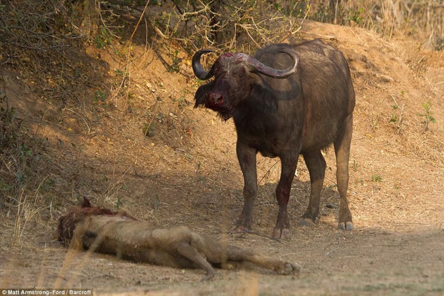 非洲狮单挑水牛 遭反杀不幸身亡