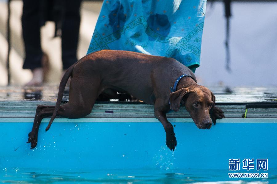 匈牙利布达佩斯举行狗狗跳水比赛