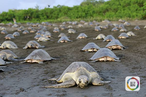 数十万海龟产卵 当地人卖茶叶龟蛋