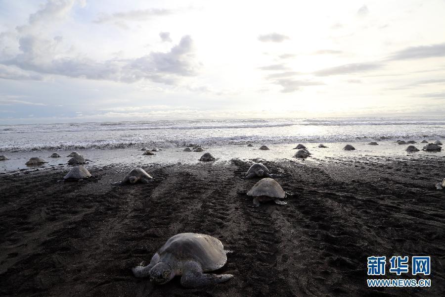 数十万海龟产卵 当地人卖茶叶龟蛋