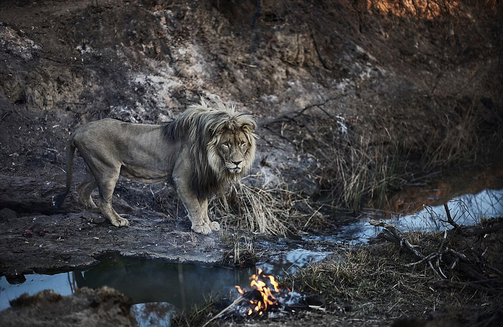 “狮语者”与非洲狮子拍广告 一起摔跤跳舞