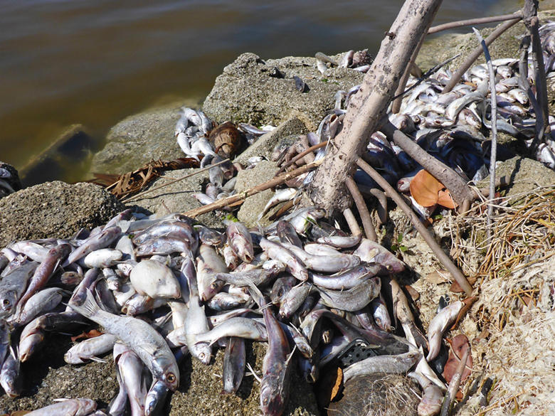 全球变暖致美国海岸死鱼堆积