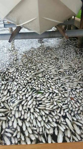 全球变暖致美国海岸死鱼堆积