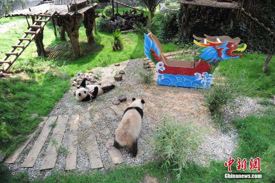 昆明大熊猫迎端午 吃美食玩龙舟