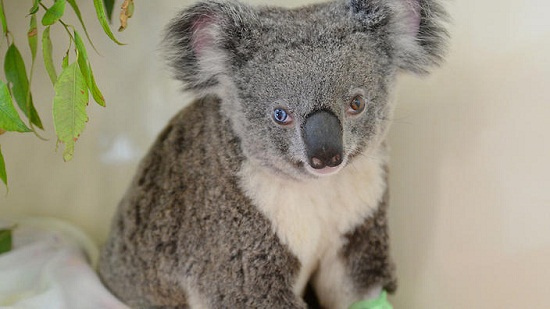 澳大利亚考拉两眼颜色不同：一只蓝色一只棕色