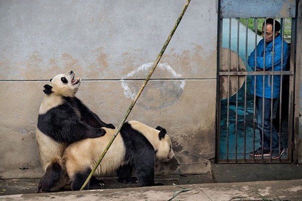 为拍野生熊猫 摄影师披上“熊猫皮”