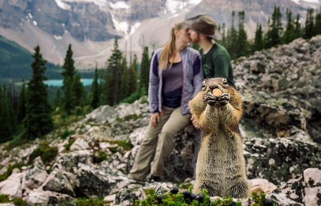 加拿大情侣公园拍订婚照遭顽皮松鼠抢镜