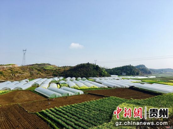 贵州:农业产业结构调整激活乡村