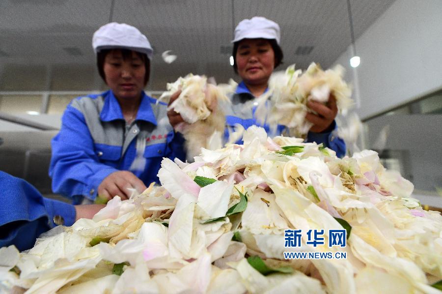 山东菏泽:新兴牡丹产业 遍地花香