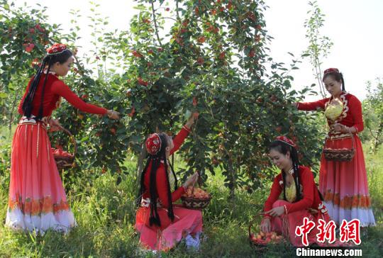 新疆奇台2万亩小苹果成熟 游客林间体验采摘